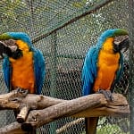 When Love Gets Complicated: Disorganized Attachment Signs in Adults