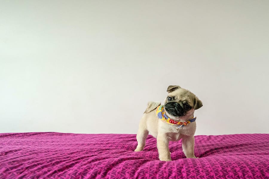 Top 10 Best Dog Breeds for Apartment Living From Cozy Companions to