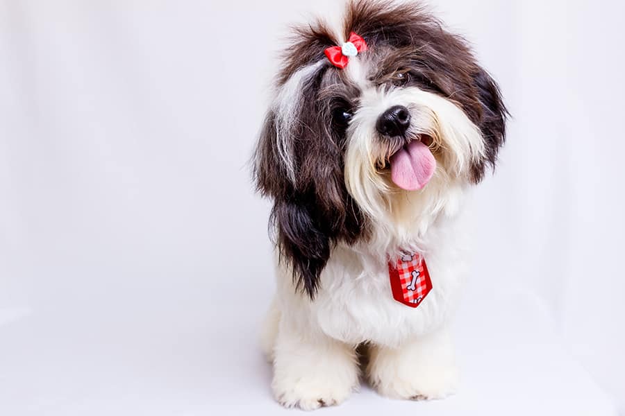 This image has an empty alt attribute; its file name is Shih-Tzu.jpg