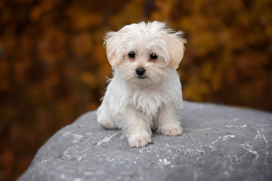 This image has an empty alt attribute; its file name is Maltese.jpg