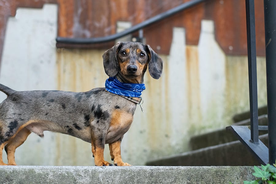 This image has an empty alt attribute; its file name is Dachshund.jpg